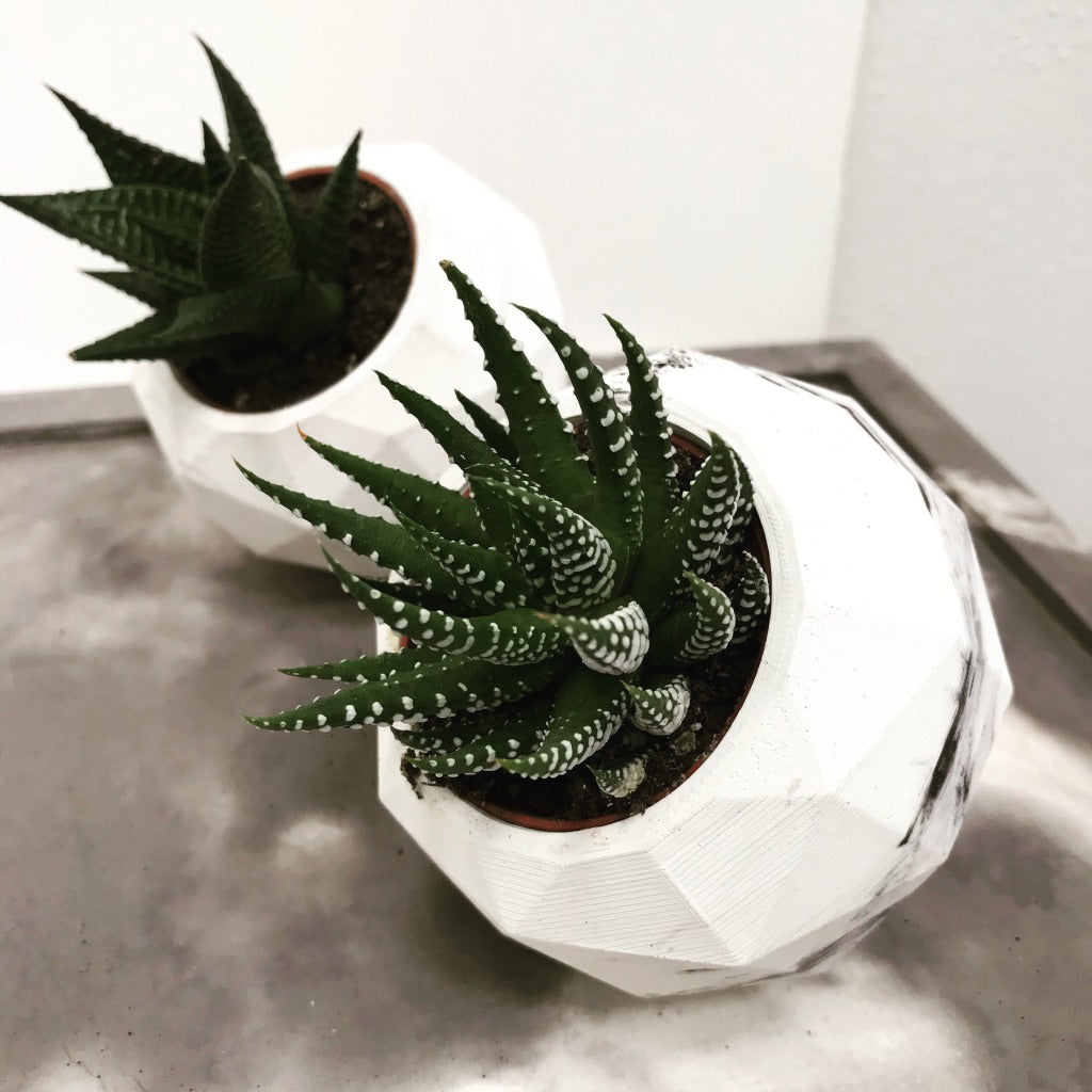 Vaso Penelope
