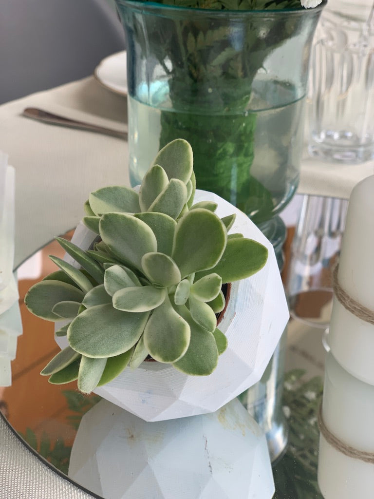 Vaso Penelope