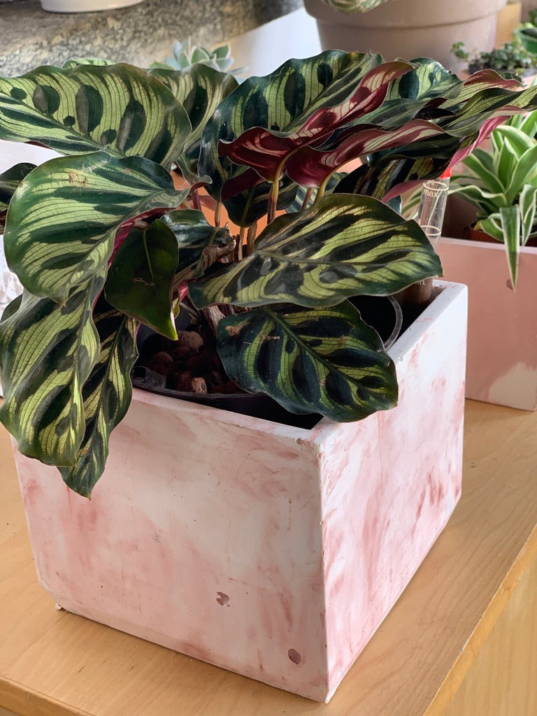 Vaso in cemento serie Guendalina marmorizzato rosa