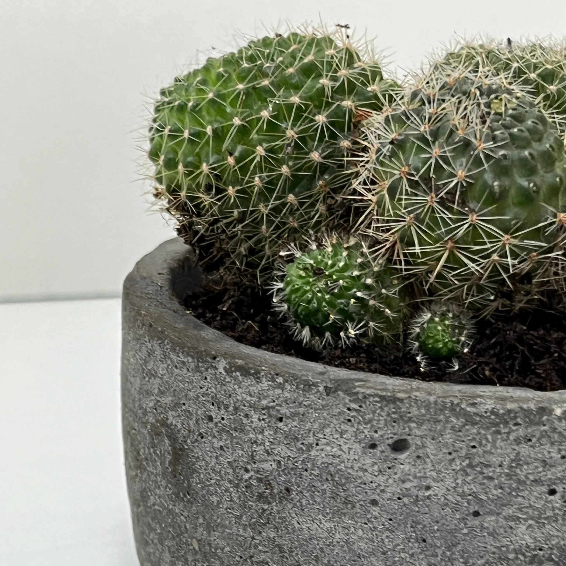 bowl in cemento grigio grezzo